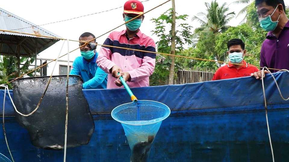 Genius Umar Apresiasi Ternak Ikan Di Kota Pariaman Menggunakan Bioflok