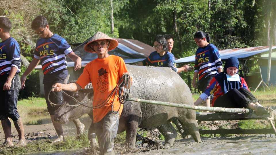 Kisah Petani Tradisional Yang Membajak Sawah di Kota Pariaman Dengan Kerbau